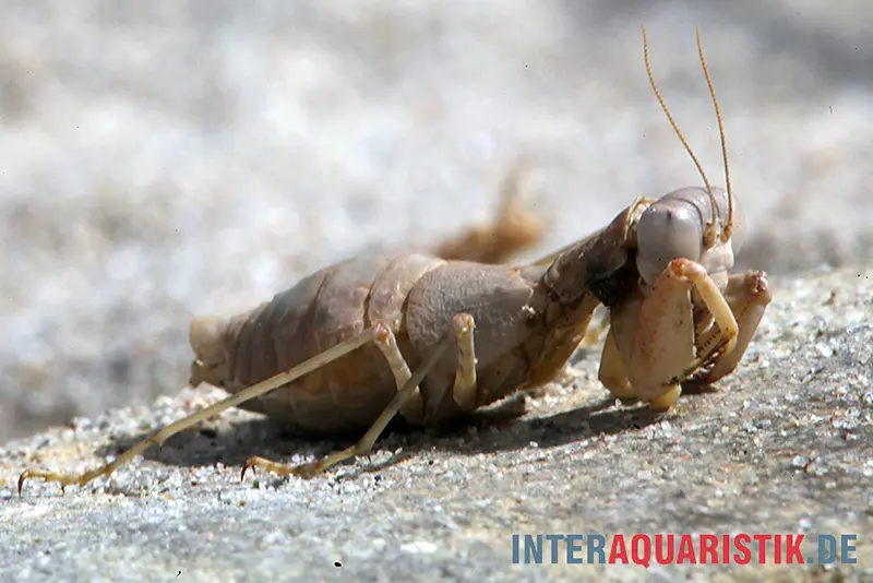 Mante religieuse du désert, Eremiaphila nilotica