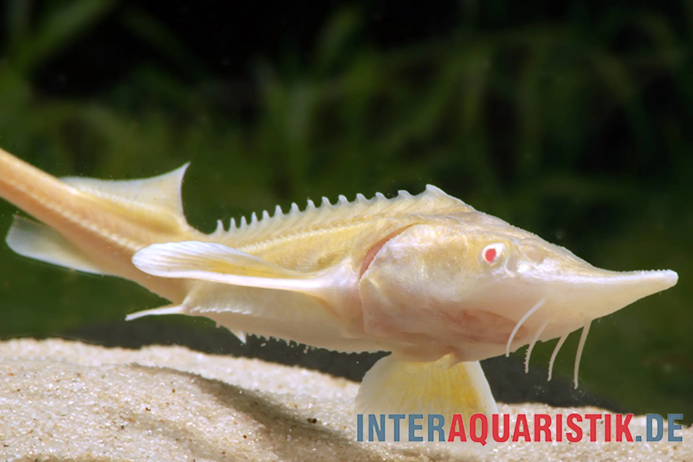 Stérlet albinos, Acipenser ruthenus albino (eau froide), différentes tailles