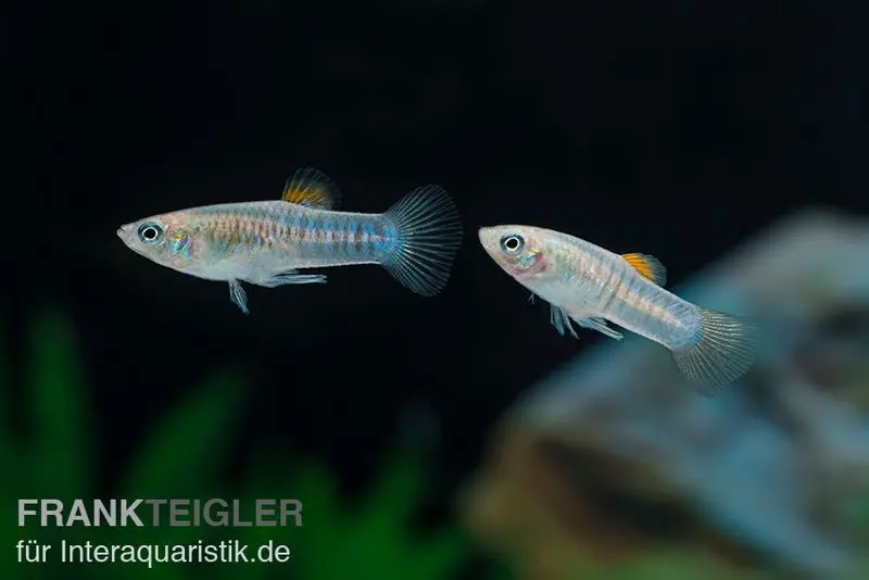Limia de Tiburon, Limia tridens