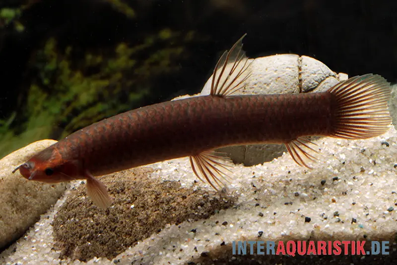 Poisson des marais du Congo, Phractolaemus ansorgii