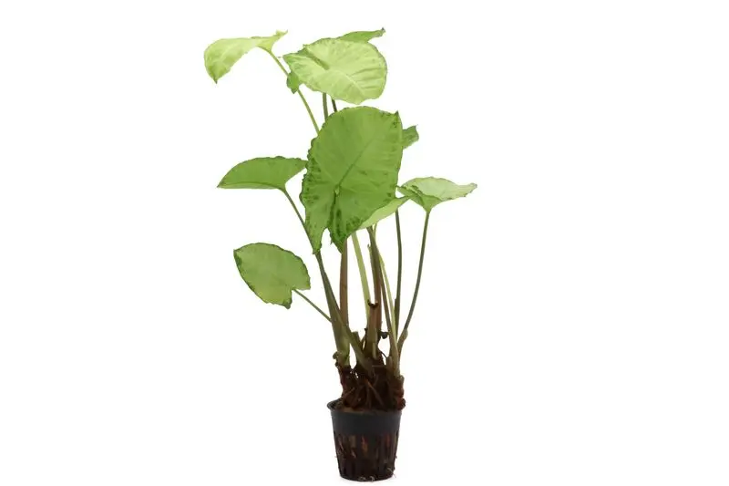 Syngonium blanc, Syngonium White Butterfly (plante de terrarium)