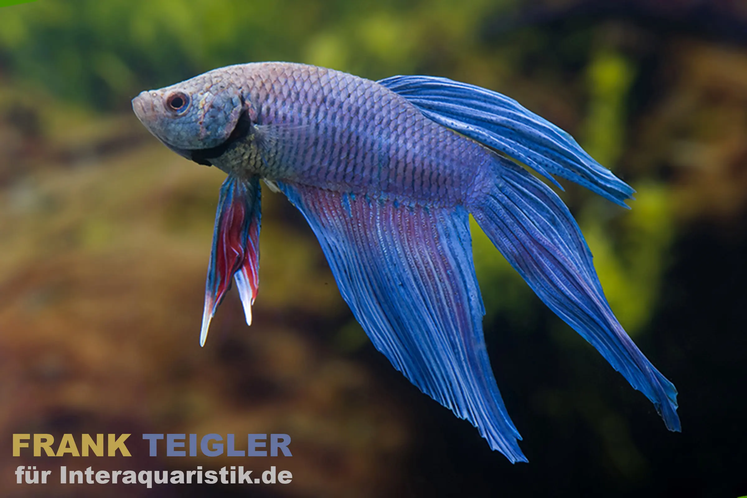 Combattant à longues nageoires Blue Flower, mâle, Betta splendens