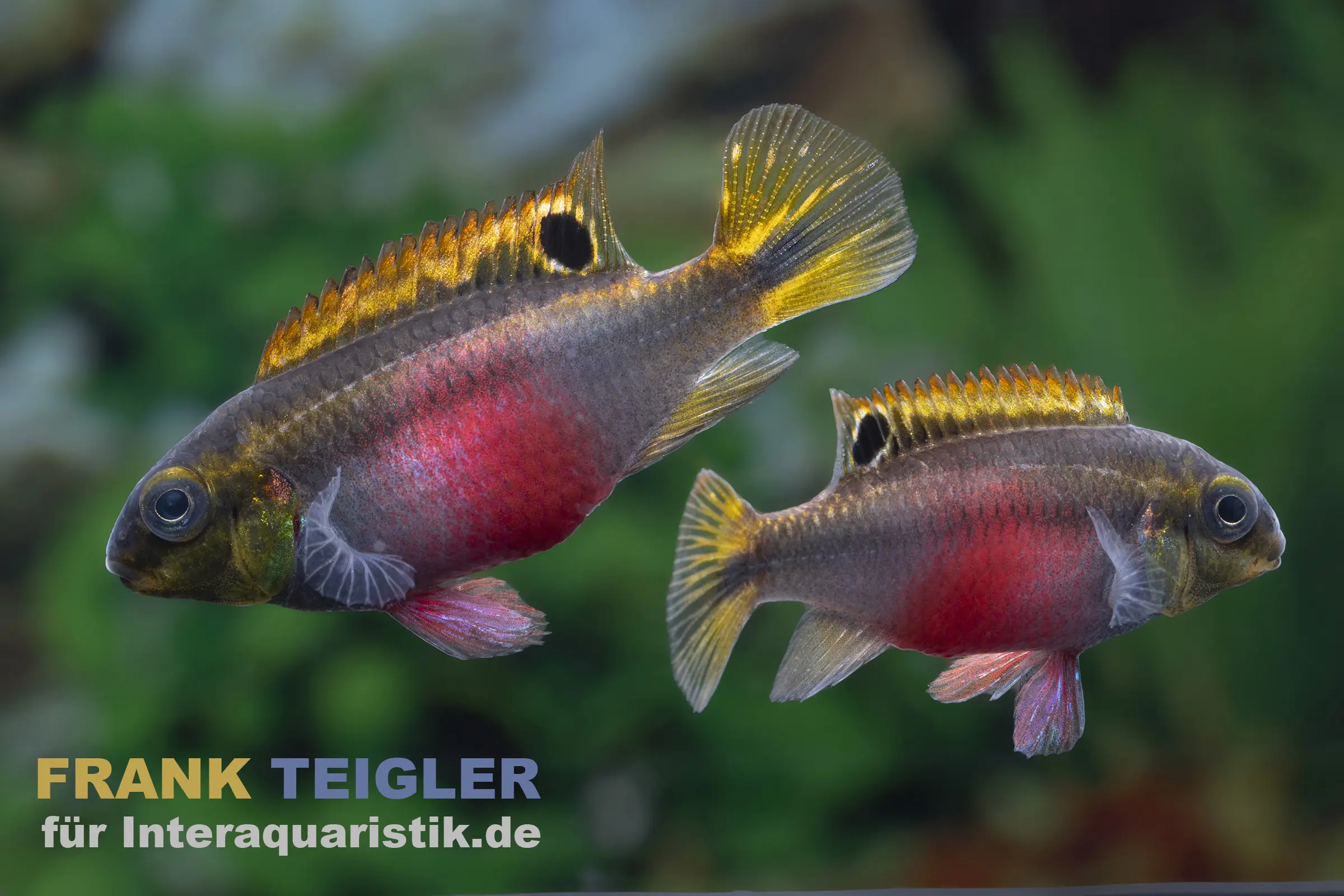 Cichlidé joyau Super Red, Pelvicachromis pulcher "Super Red"