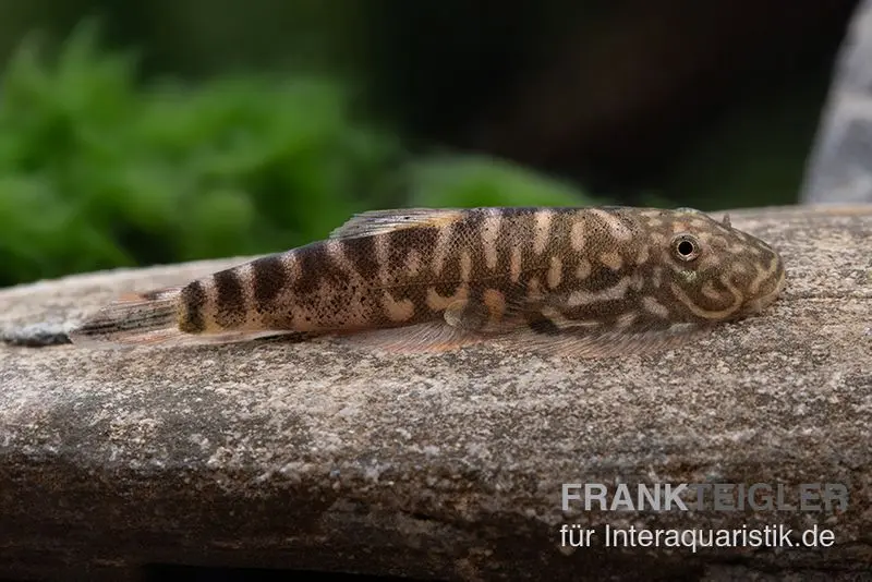 Loche ventouse zébrée, Gastromyzon zebrinus