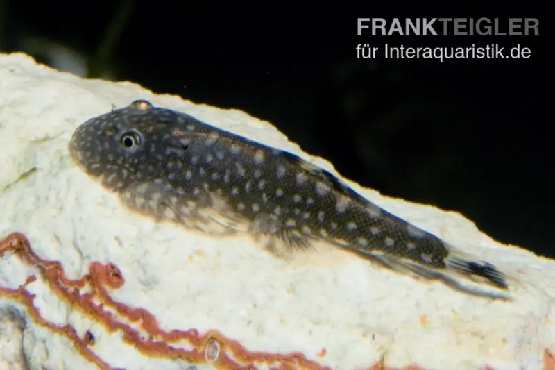 Loche ponctué, Gastromyzon punctulatus