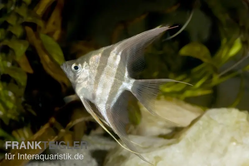 Véritable scalaire Altum, Pterophyllum altum