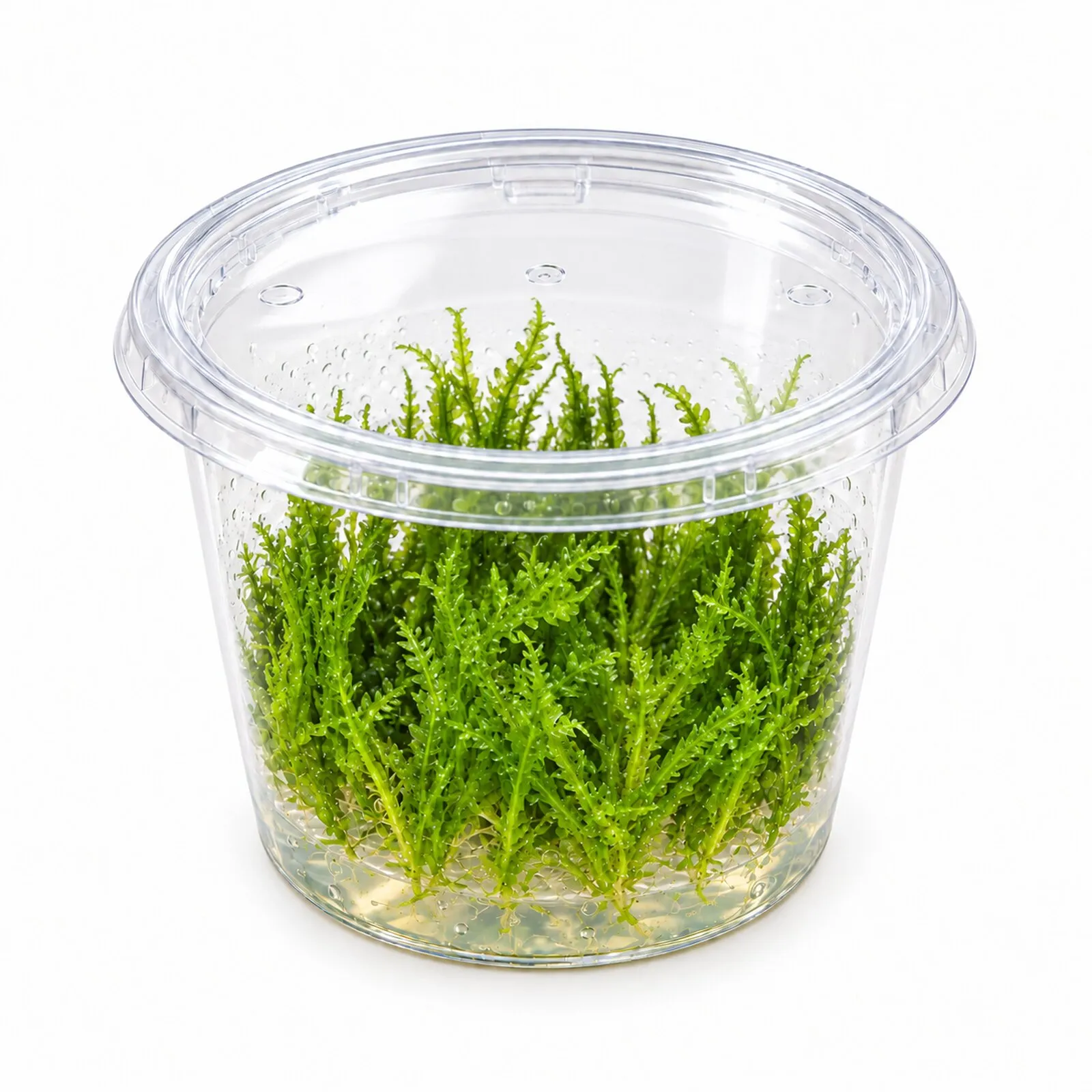 Mousse Spiky, Taxiphyllum spiky, In Vitro