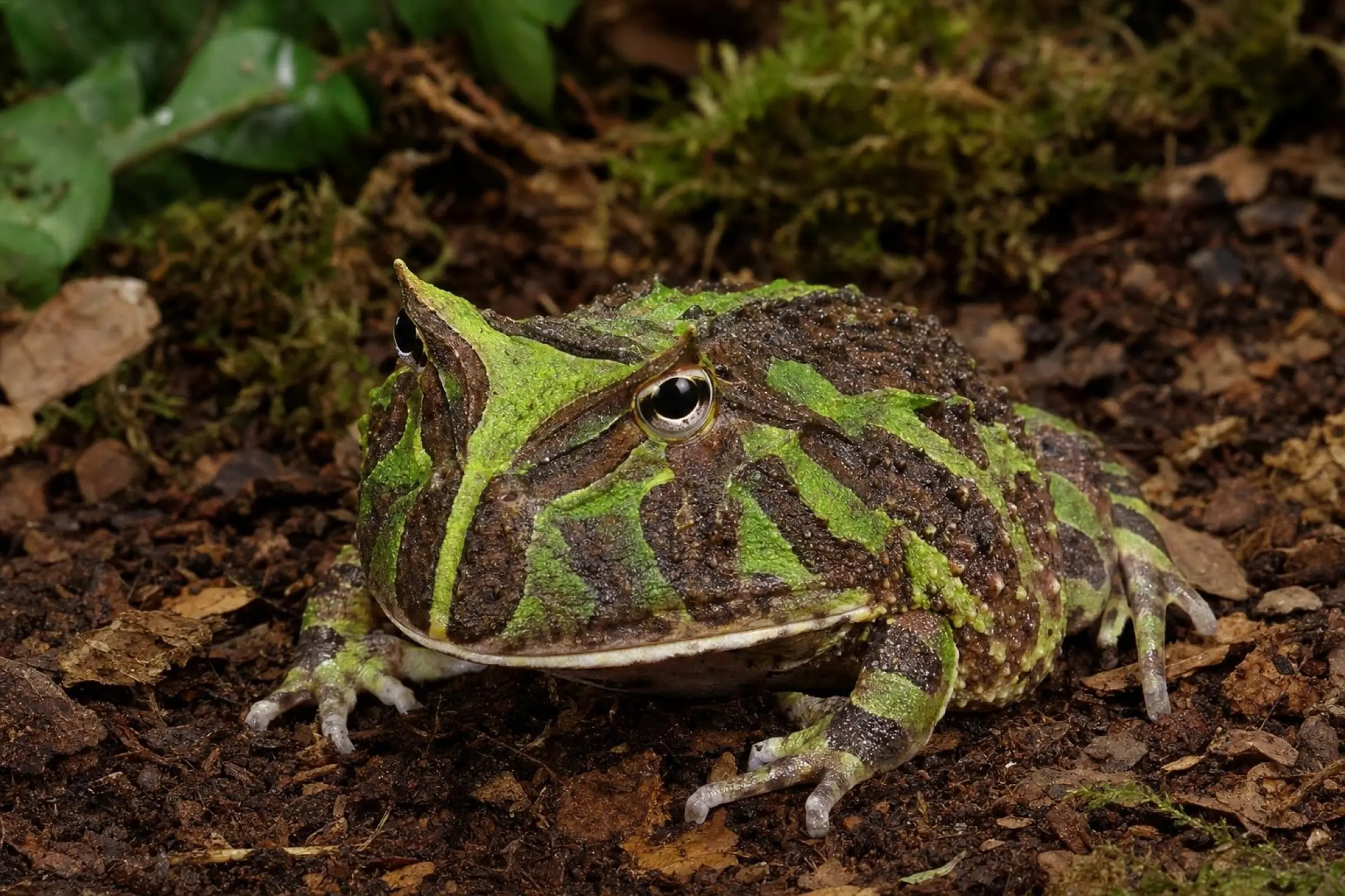 Grenouille cornue du Suriname « Surinam Green », Ceratophrys cornuta