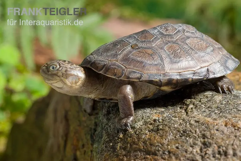 Péloméduse à plastron rigide, Pelomedusa subrufa