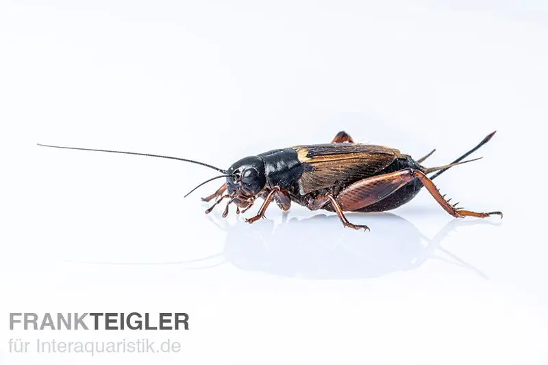Grillons méditerranéens, petits, insectes nourriciers env. 60 pièces