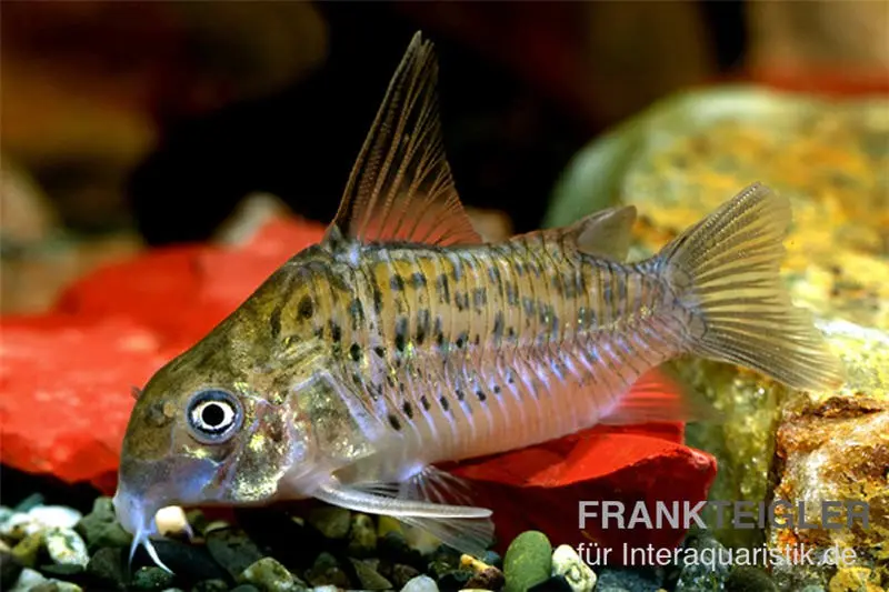 Corydoras du Xingu, Corydoras xinguensis
