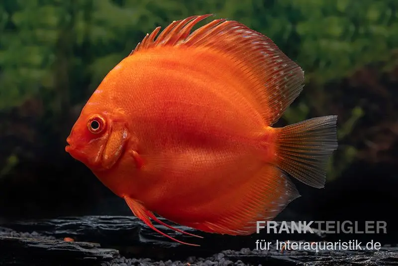 Discus élevage asiatique, Symphysodon discus Super Red
