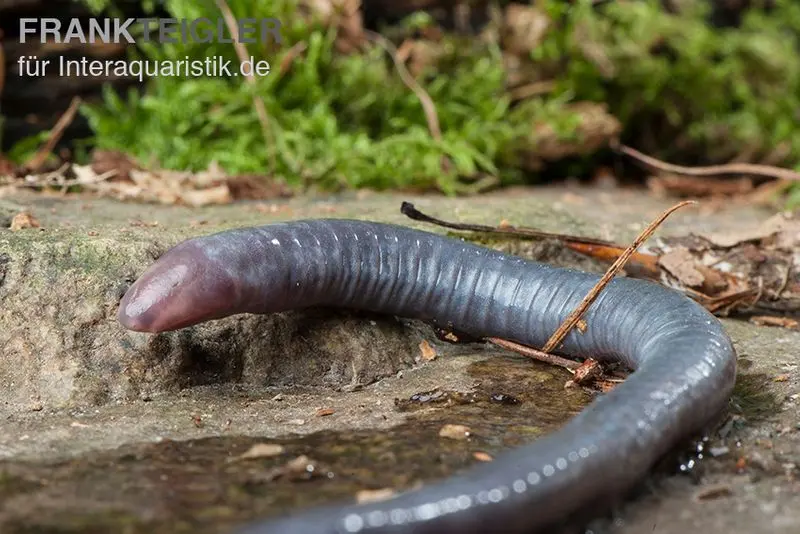 Cécilie du Cameroun, Geotrypetes seraphini