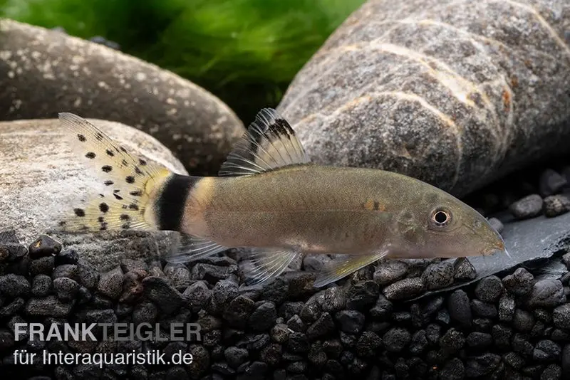 Loche léopard, Yasuhikotakia splendida