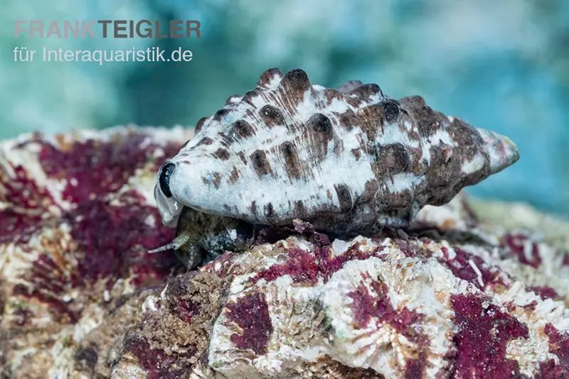 Escargot aiguille mangeur de cyanobactéries, Cerithium caeruleum