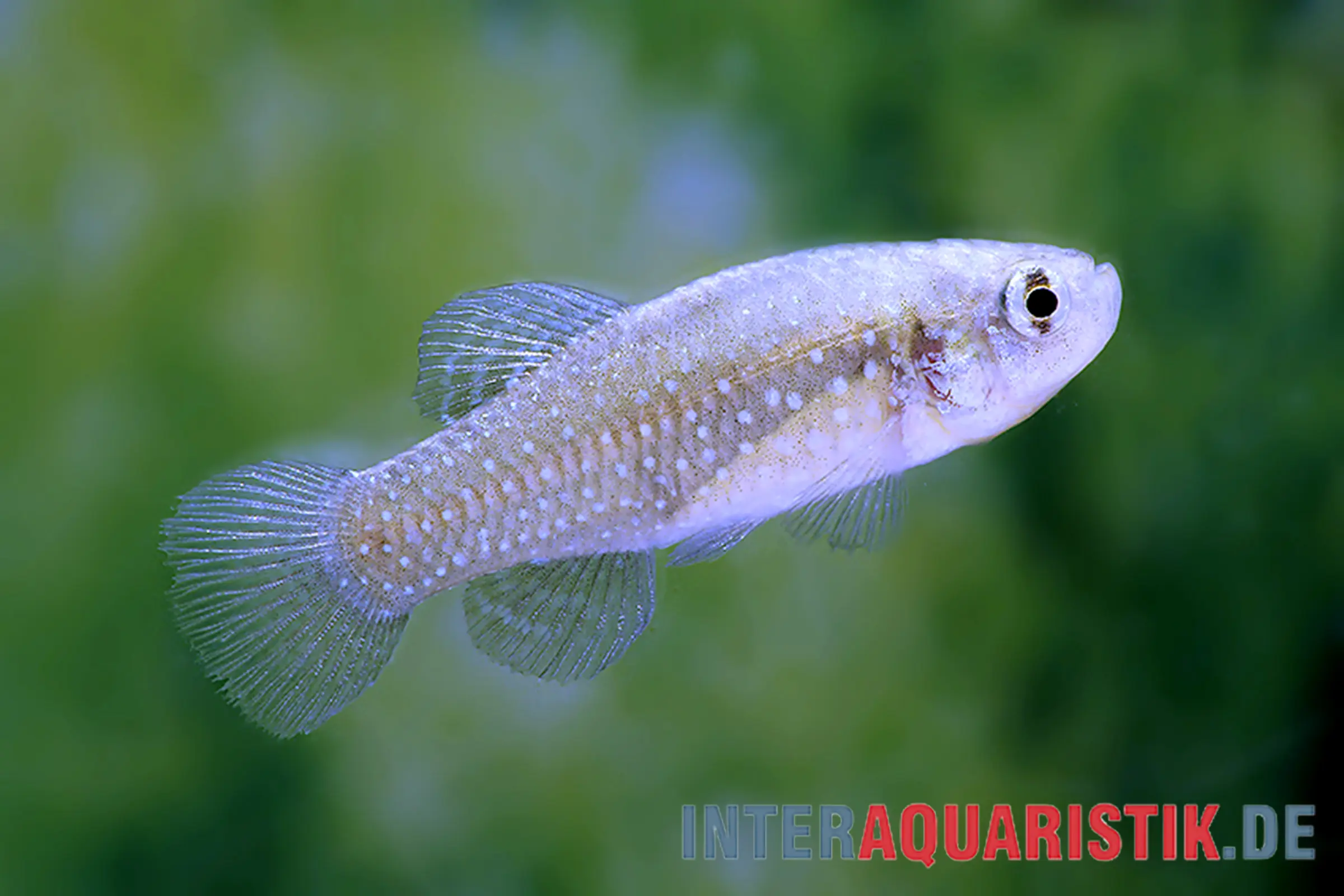 Aphanius nain de Smyrne, Aphanius similis