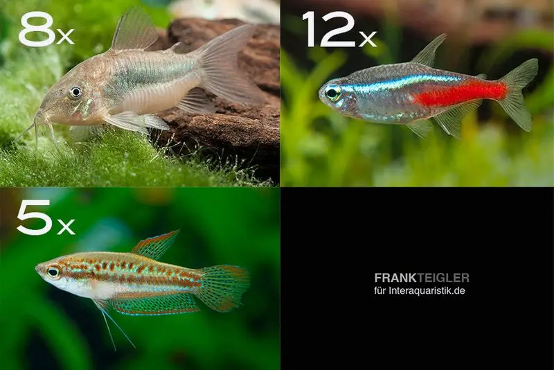 Assortiment de poissons d’ornement pour débutants pour 80 cm