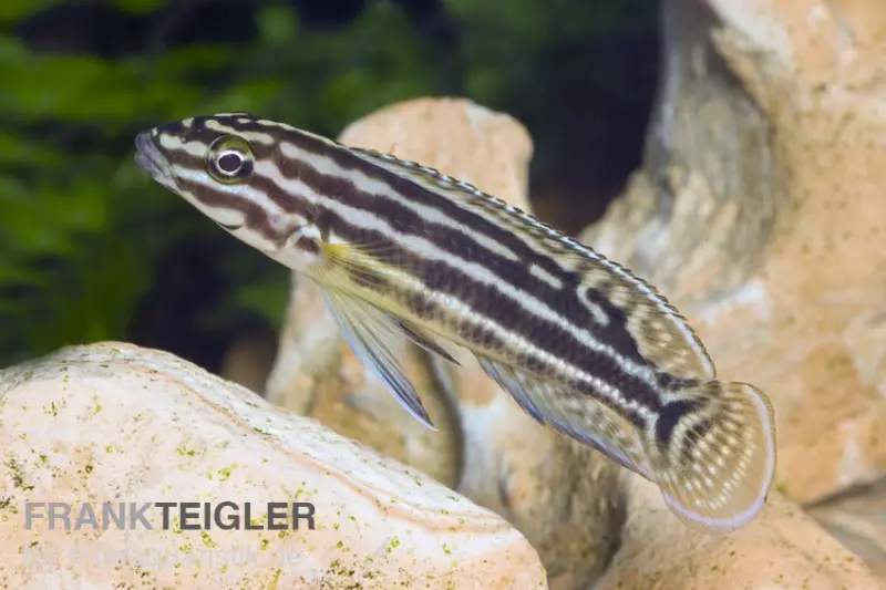 Cichlidé élancé à quatre bandes, Julidochromis regani KIPILI, 4-5 cm élevage allemand