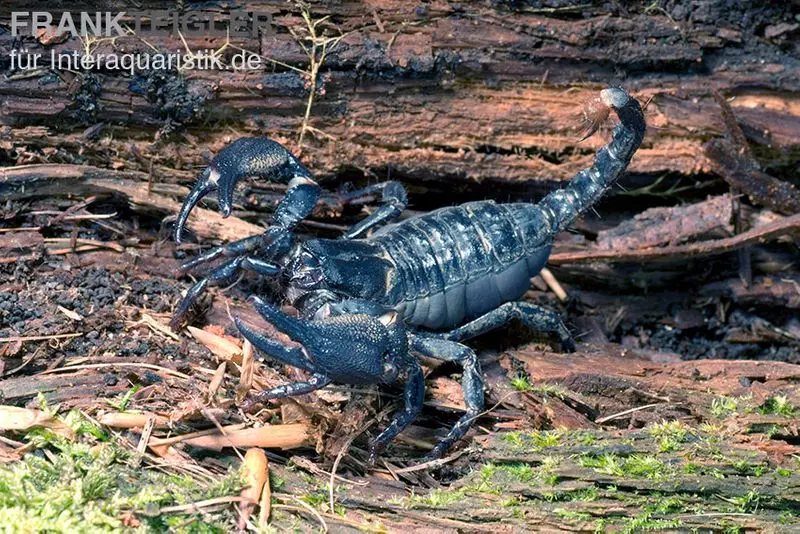 Scorpion asiatique noir, Heterometrus cyaneus