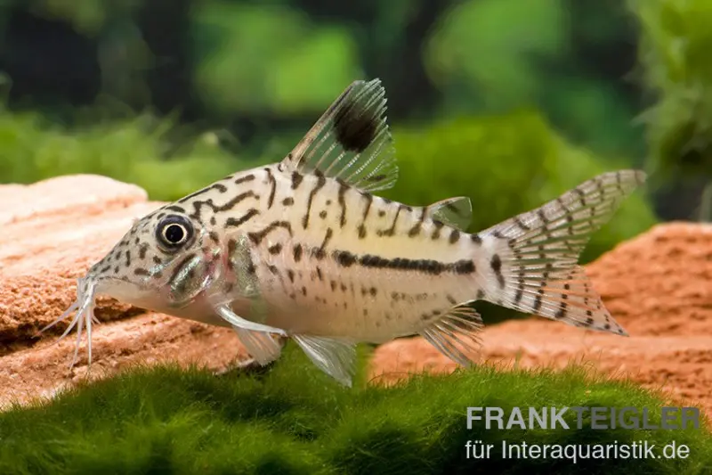 Corydoras léopard, Corydoras leopardus