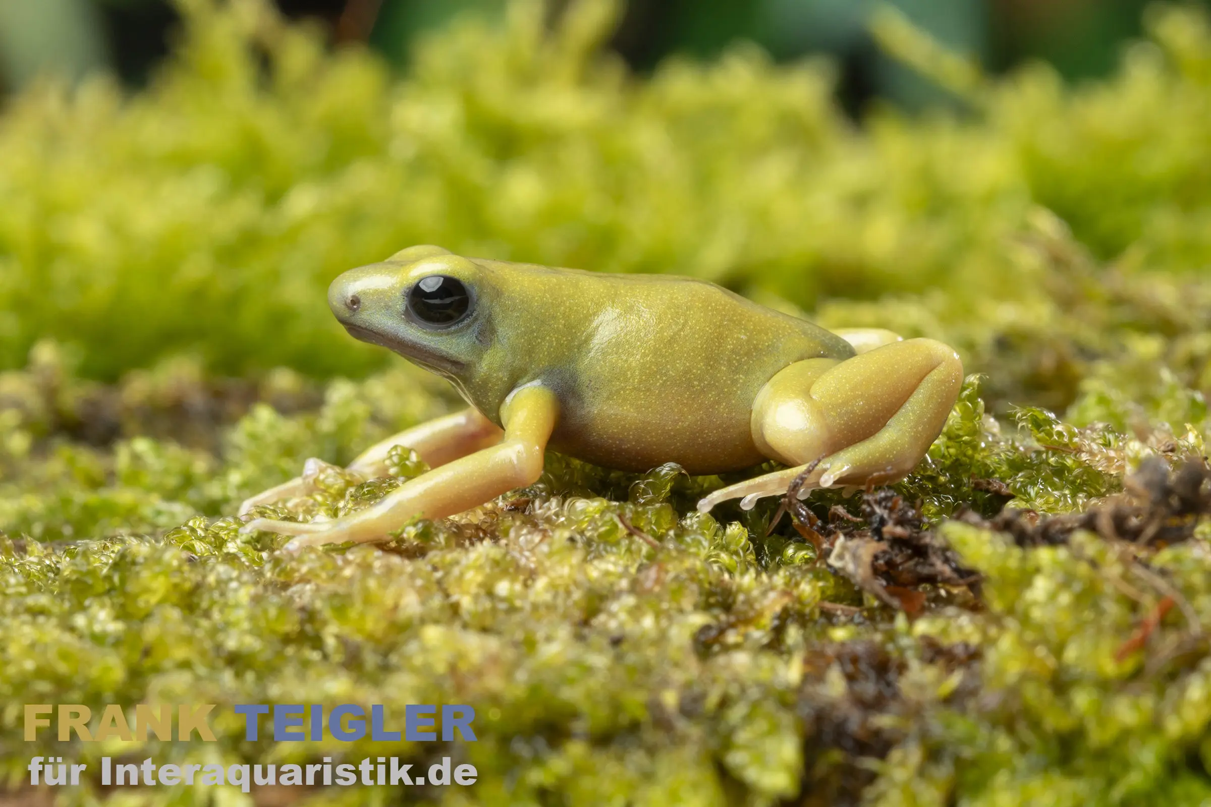 Dendrobate doré El Oro, Dendrobates auratus
