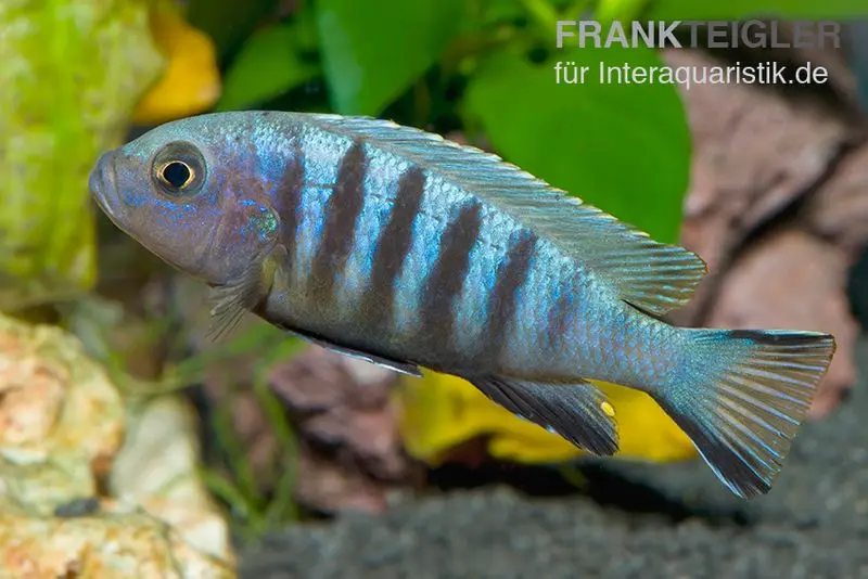 Tilapia à six bandes, Cynotilapia afra « Jalo Reef », 4-5 cm élevage allemand