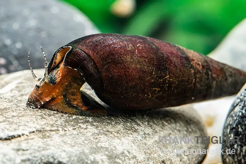 Escargot de lave, Faunus sp. Lava
