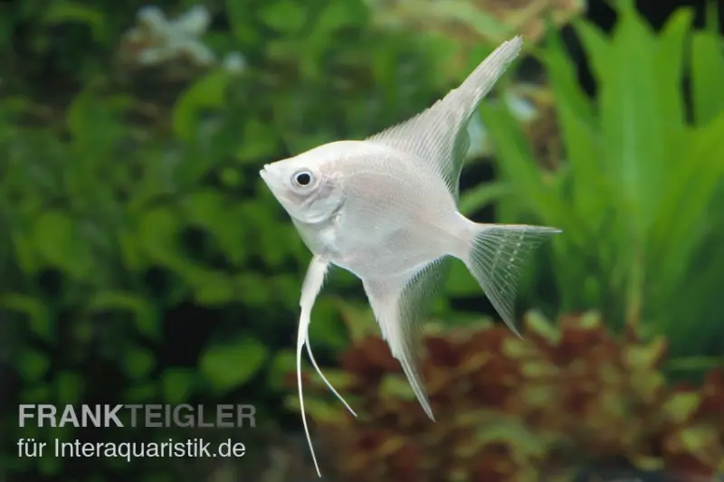 Scalaire platine, Pterophyllum scalare