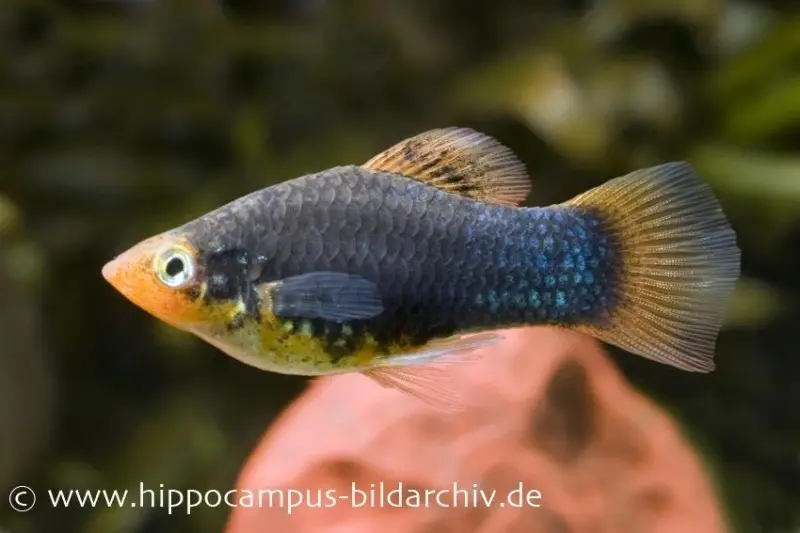 Platy noir, Xiphophorus maculatus