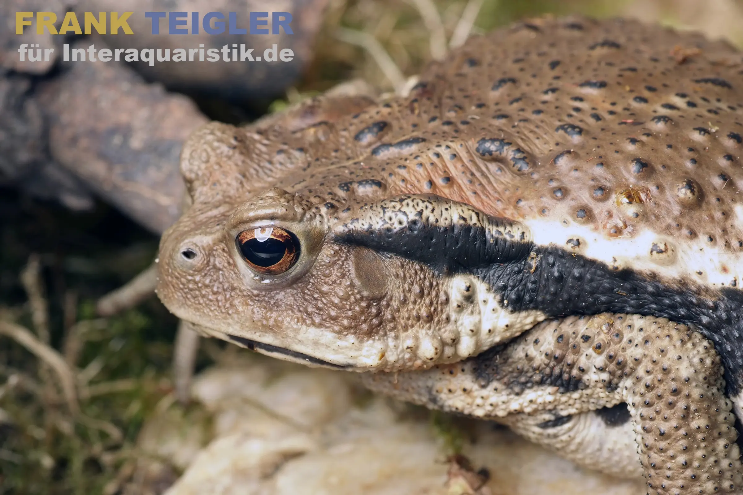 Crapaud commun japonais, Bufo japonicus DNZ