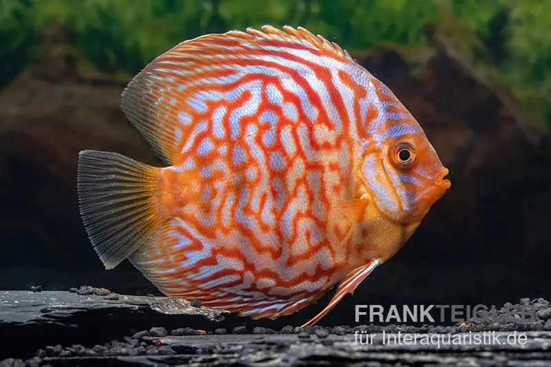 Discus élevage asiatique, Symphysodon discus Red Diamond