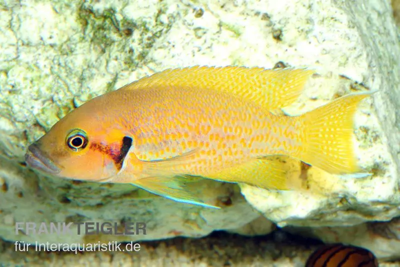 Cichlidé fée Tournesol, Neolamprologus helianthus