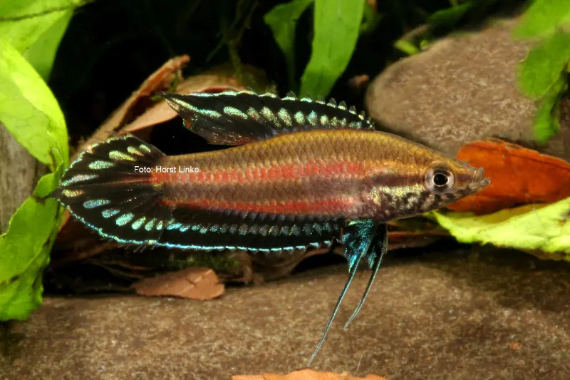 Gourami splendide de Deissner, Parosphromenus deissneri