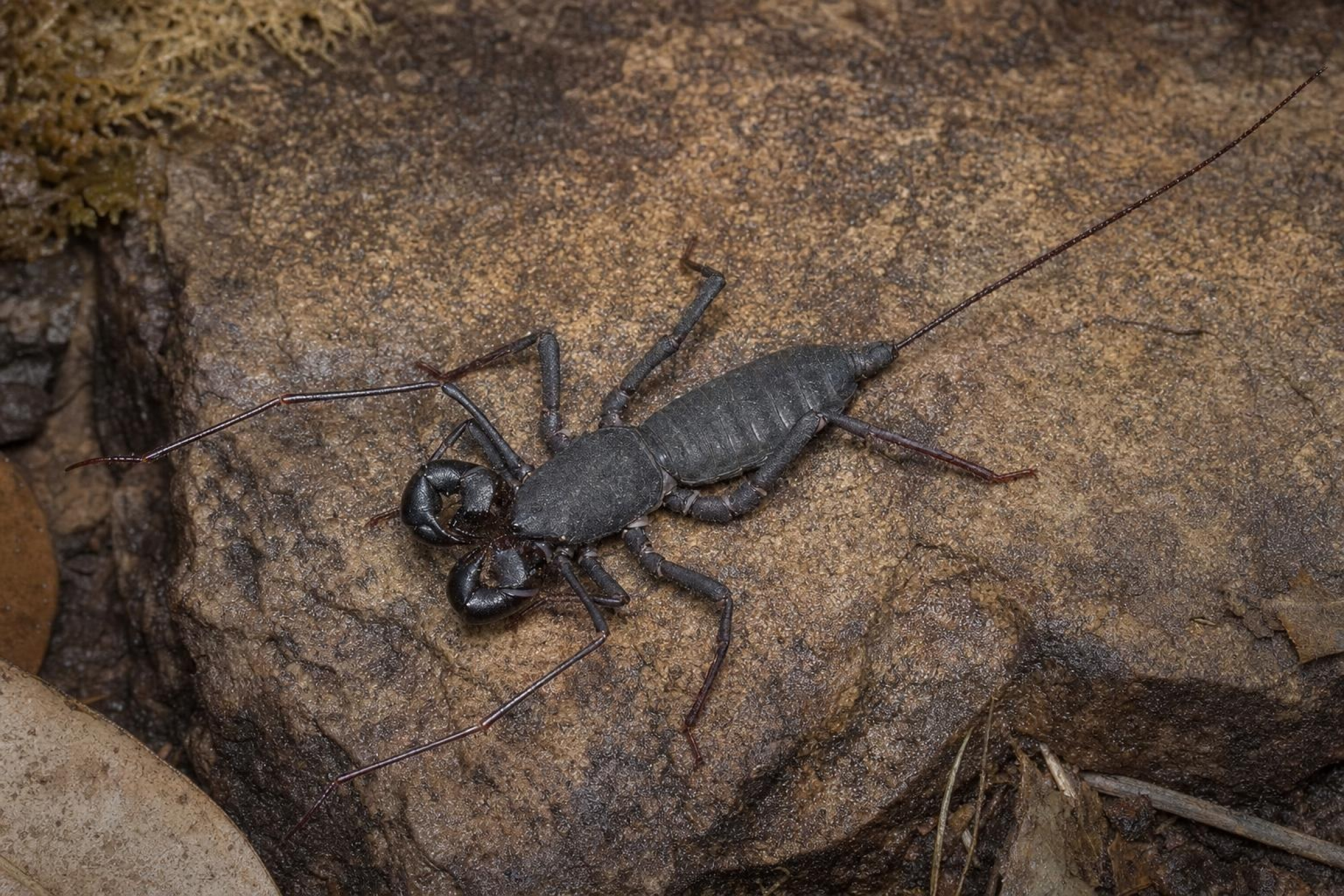 Geissoscopion vietnamien, Typopeltis laurentianus