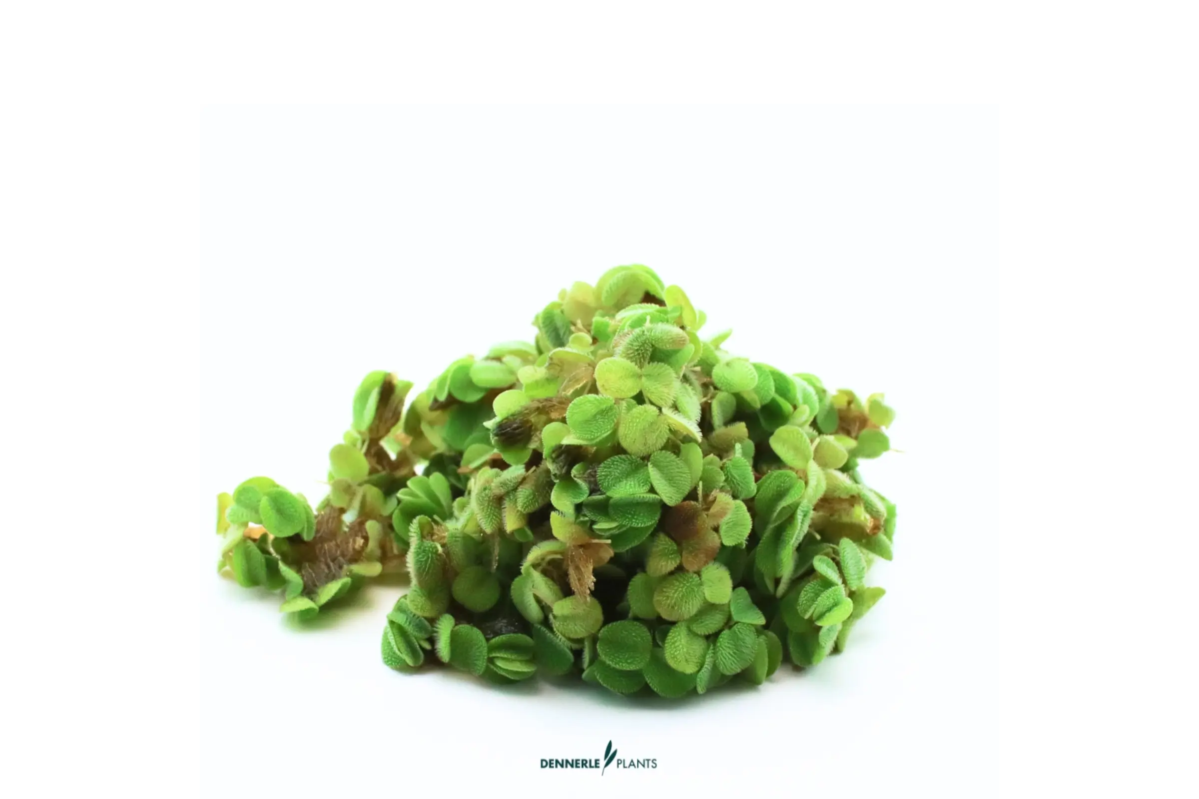 Fougère d’eau naine, Salvinia minima, In Vitro