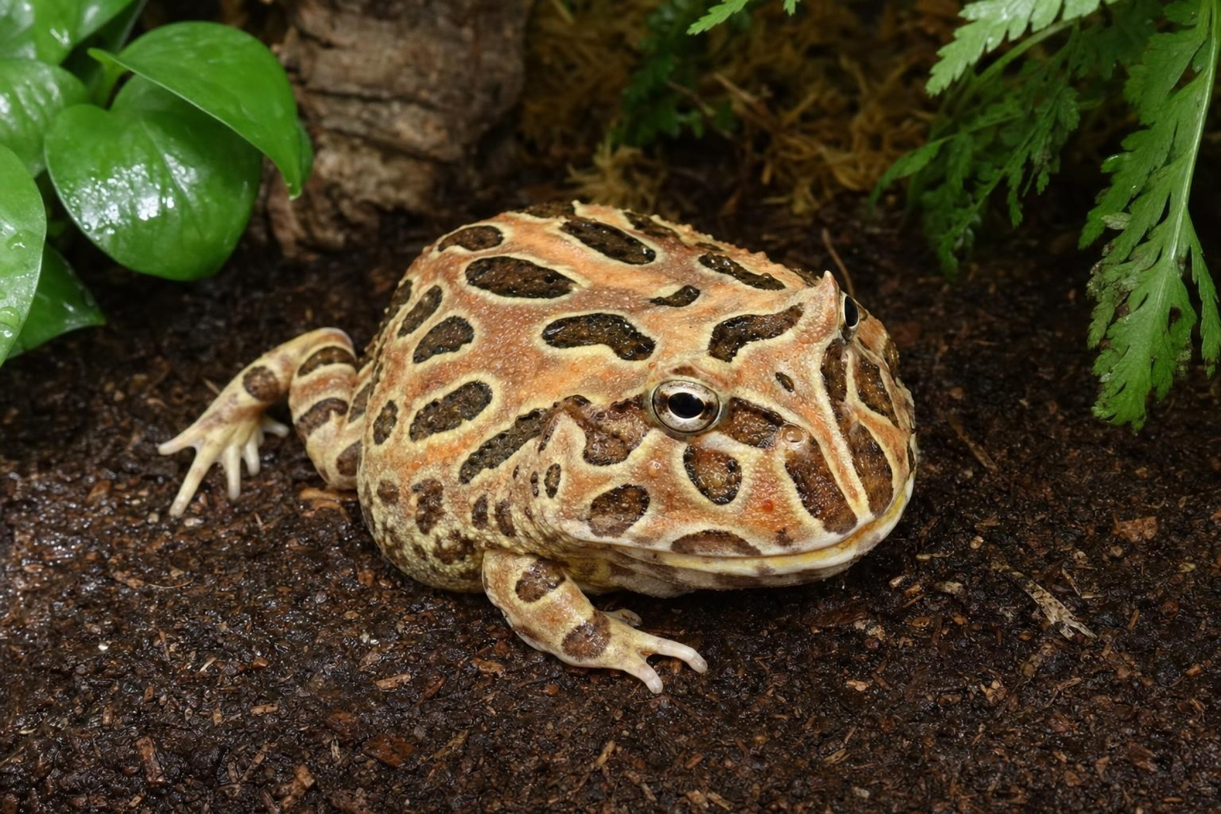 Grenouille cornue ornée Coffee, Ceratophrys cranwelli