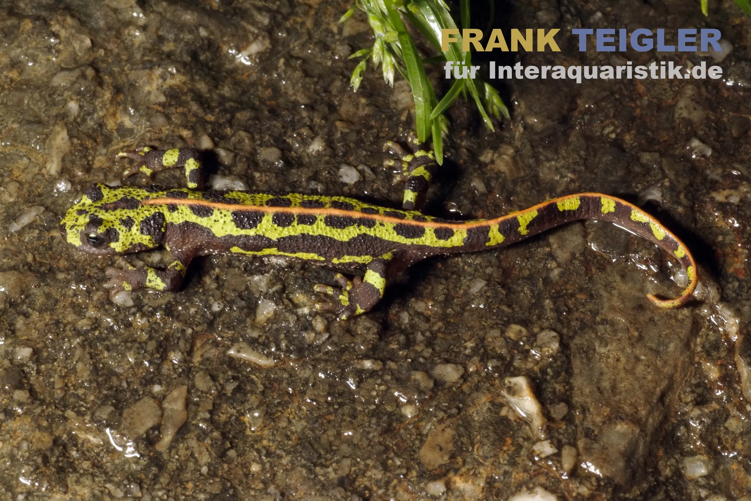 Triton côtelé du sud ibérique, Triturus pygmaeus
