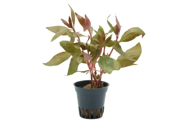 Alternanthère à feuilles lilas, Alternanthera lilacina, en pot