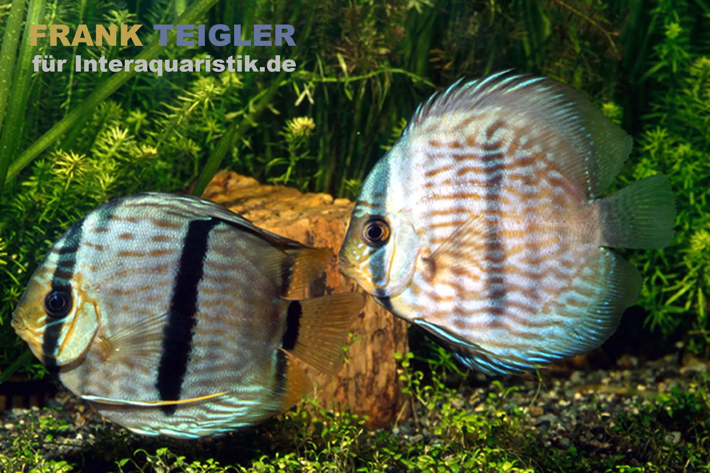 Discus Heckel, Symphysodon discus, WF