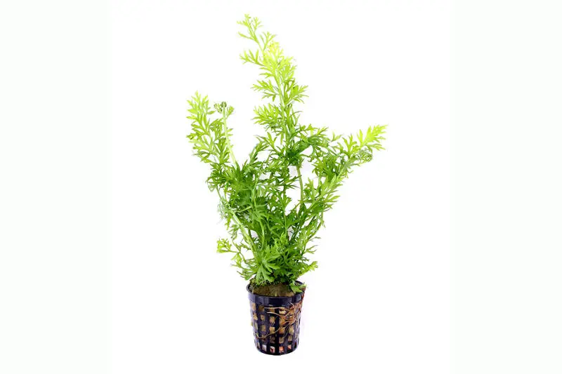 Fougère corne d’eau, Ceratopteris thalictroides, en pot