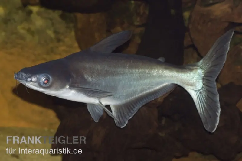 Poisson-chat requin, Pangasius sutchi