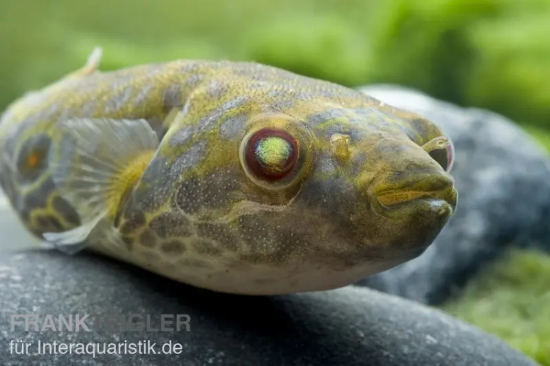Poisson-globe lyreau à nez court, Tetraodon leiurus