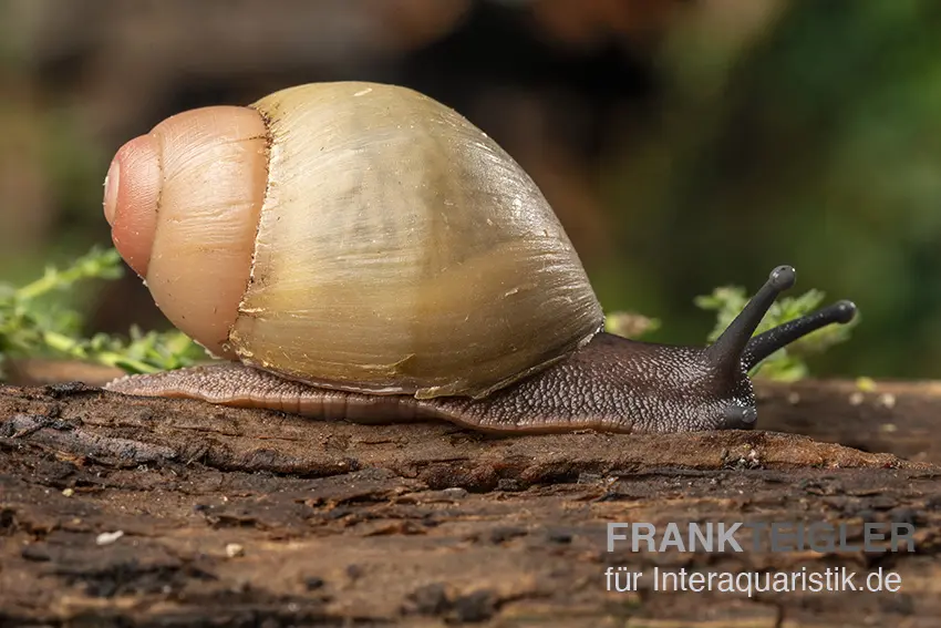Escargot géant africain de Greville doré, Archachatina marginata grevillei « Gold »