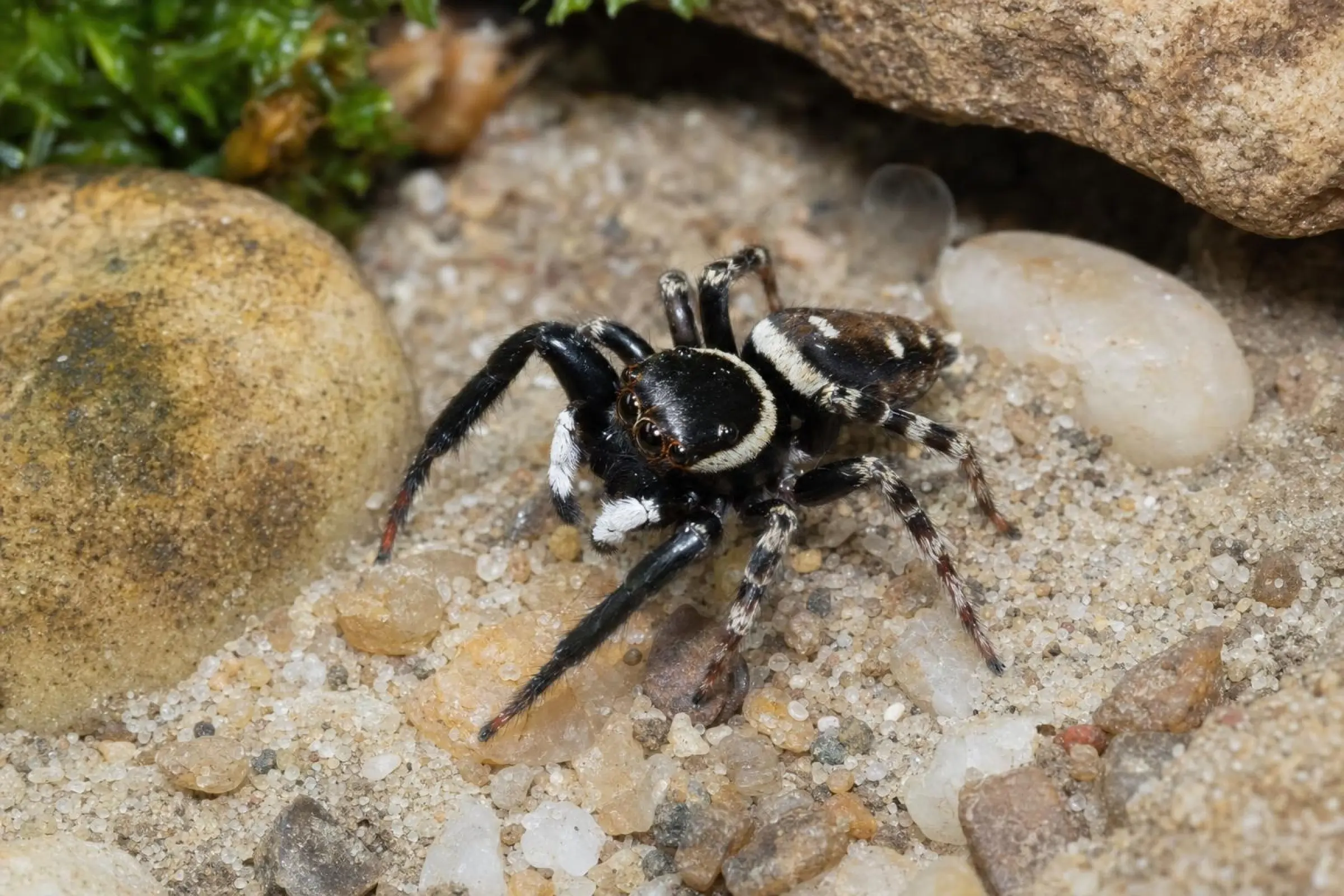 Araignée sauteuse des serres, Hasarius andersoni