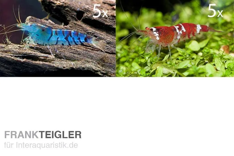 Pack de démarrage TiBee : 5 x crevette tigre bleue + 5 x crevette Crystal Red
