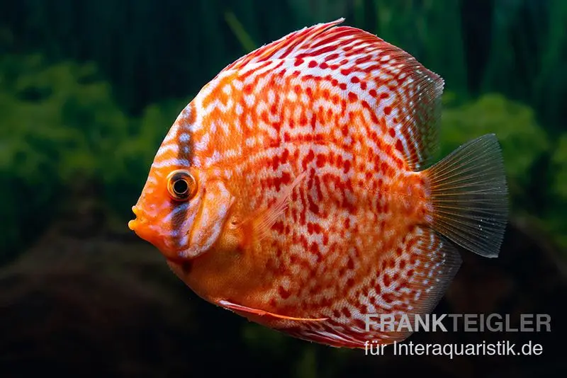 Discus élevage asiatique, Symphysodon discus Red dragon