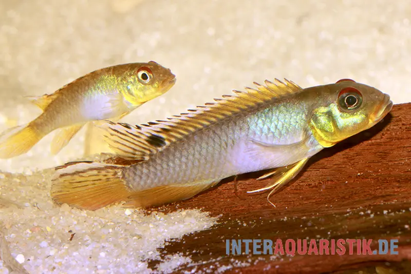 Cichlidé nain du Congo, Nanochromis teugelsi