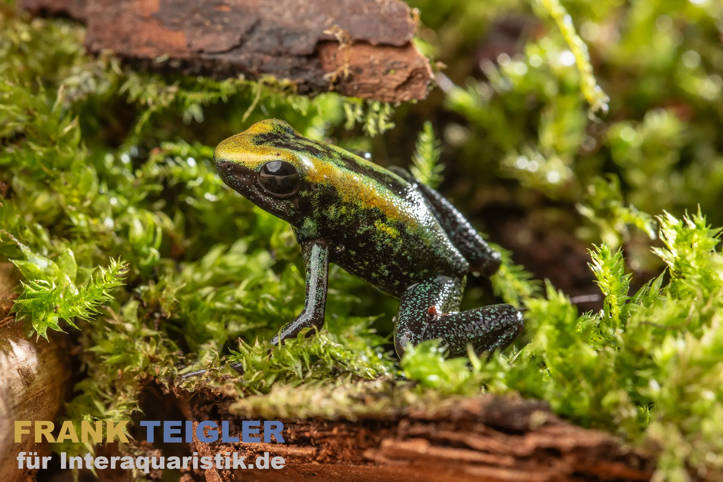 Dendrobate bicolore, Phyllobates bicolor