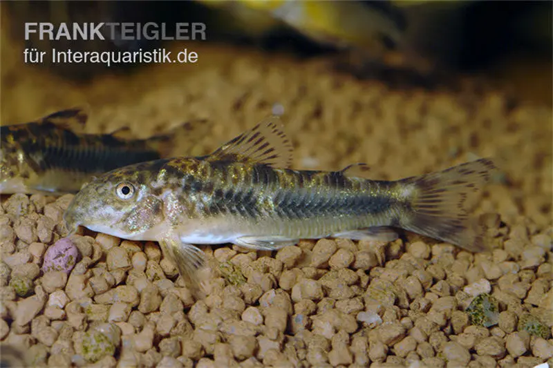 Corydoras loche, Aspidoras sp. C125, élevage allemand