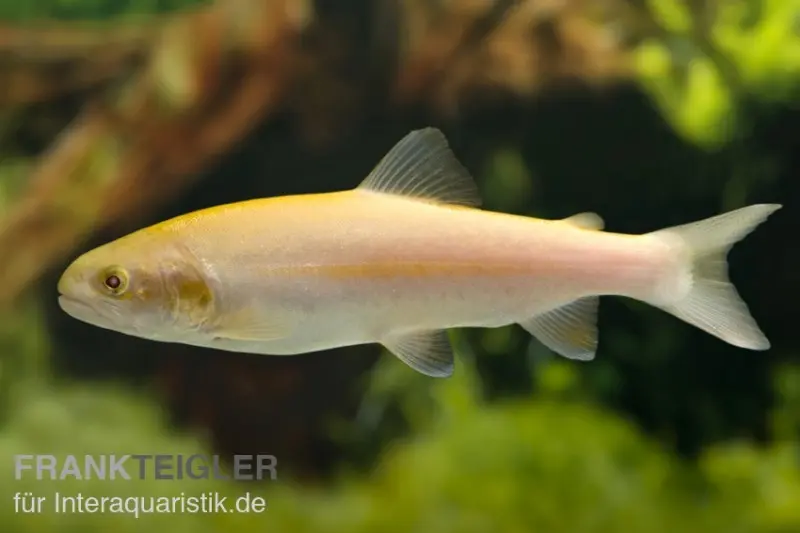 Truite dorée, Oncorhynchus mykiss, 15-20 cm (eau froide)